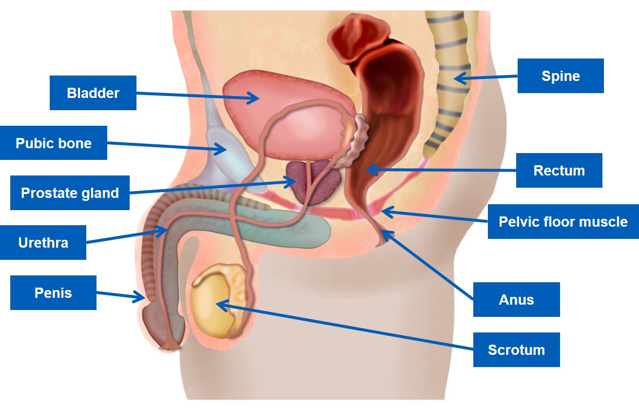 Pelvic floor exercises for people with male anatomy
